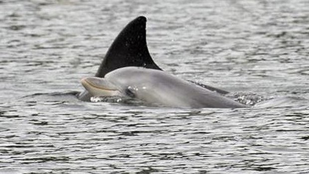 Dolphins spotted in the Swan River