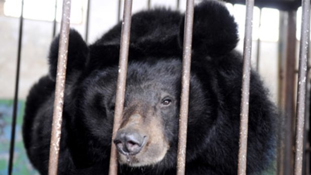 Behind  bars... one of the bears found by the Animals Asia Foundation.