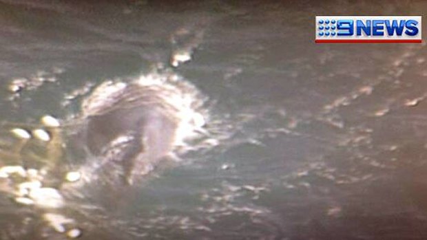 A whale stuck in nets off Burleigh Heads.