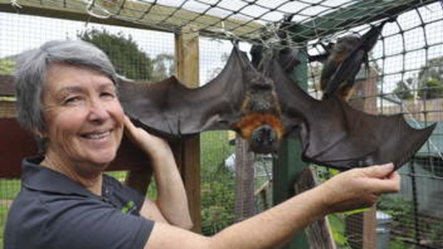 Marg Peachey from animal rescue organisation, ACT Wildlife, at her home in Kambah, with injured Grey Headed Flying Foxes that she is rehabilitating.