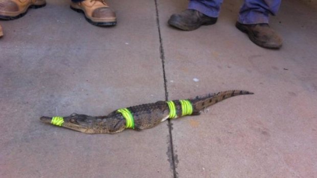Crocodile found in a Mount Isa pool.