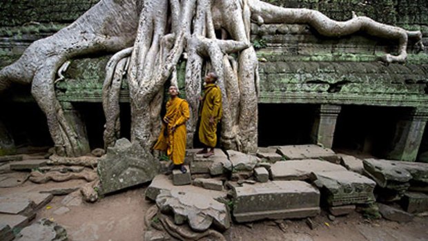 Monks stand near a tree growing out of the Ta Prohm temple, Cambodia.