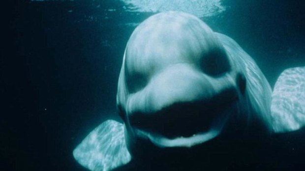 The Story of One Whale Who Tried to Bridge the Linguistic Divide
