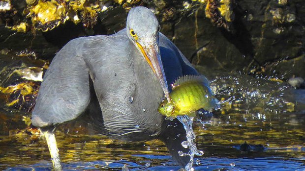 A Hunting Reef Heron catches dinner at the Narooma boat ramp, NSW.