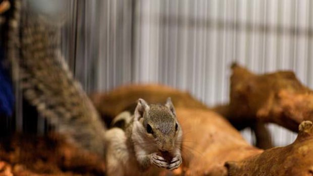 Pest potential ... a male squirrel for sale for $1200 in a Broadway pet store.