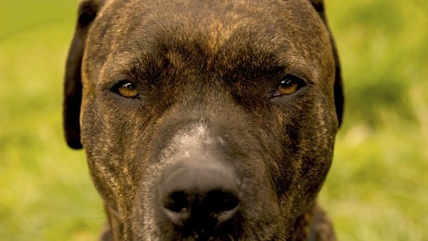 Could you pick a pit bull terrier?