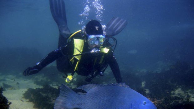 Bug blue ... a diver follows an eastern blue groper in Cabbage Tree Bay. Residents say officials aren't doing enough to safeguard the species.