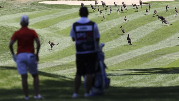 Karrie Webb of Australia waits for the kangaroos to clear the fairway during day one.