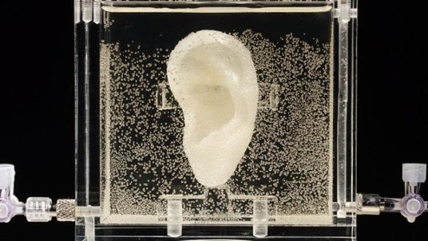 The ear made of human cells grown from samples provided from a relative from Dutch artist Vincent van Gogh.