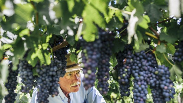 John Leyshon keeps an eye on some of his shiraz grapes at his winery near Yass, ahead of what is looking to be an excellent harvest.