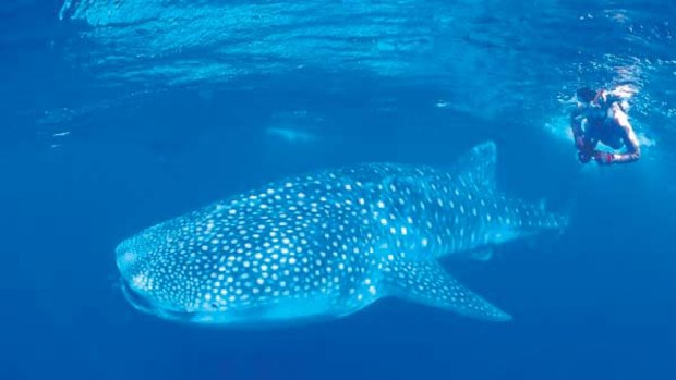 Rare find ... the whale shark, while not endangered, is considered vulnerable.