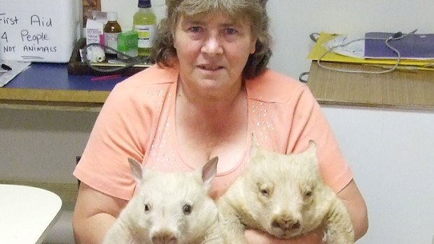 Double ... but not trouble: Val Salmon with the two white wombats.