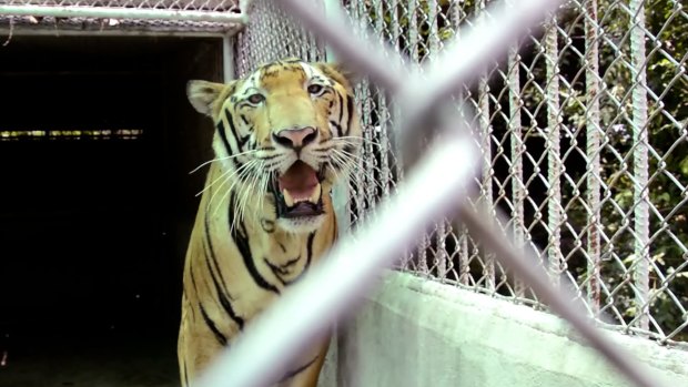 A tiger stands in a cage at a property suspected to be a slaughterhouse in Saiyok, west of Bangkok. 