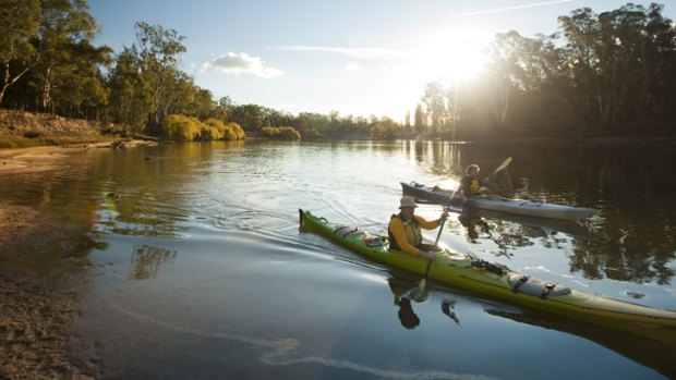 Quietly canoeing or kayaking through the river forests is a productive way to spy koalas, kangaroos and the odd Murray River turtle.