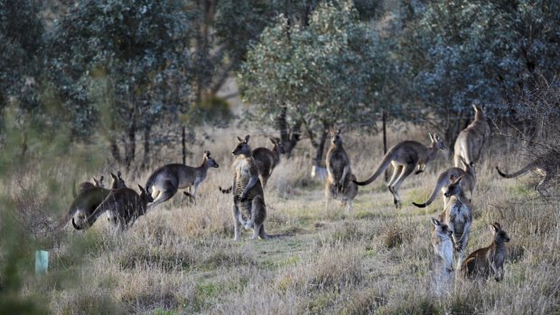 Kangaroos gather at dusk in the Goorooyarroo Nature Reserve,
where 740 of them are to be culled. 