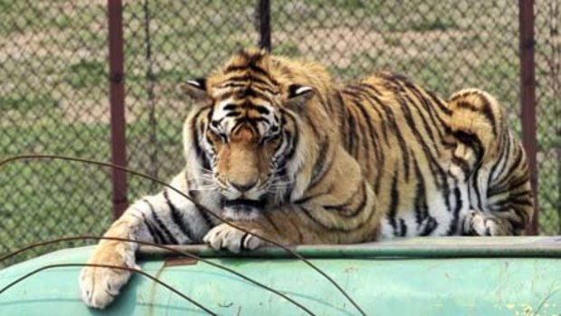 A Siberian tiger crouches on top of a tourist bus at a Chinese breeding centre for tigers  in  Liaoning province. Eleven rare Siberian tigers kept in small cages and fed only chicken bones have died of malnutrition at a neaby zoo.