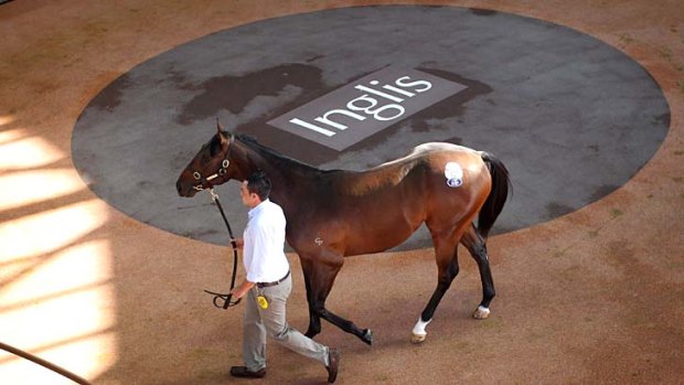 Big day out: Black Caviar's half-brother at Tuesday's sales.