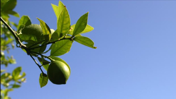 Grab some local lemons from your neighbourhood trees.