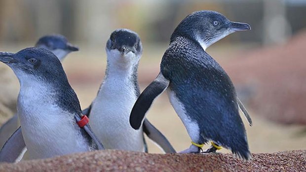 Little penguin Twirl at Manly Sea Life Sanctuary.