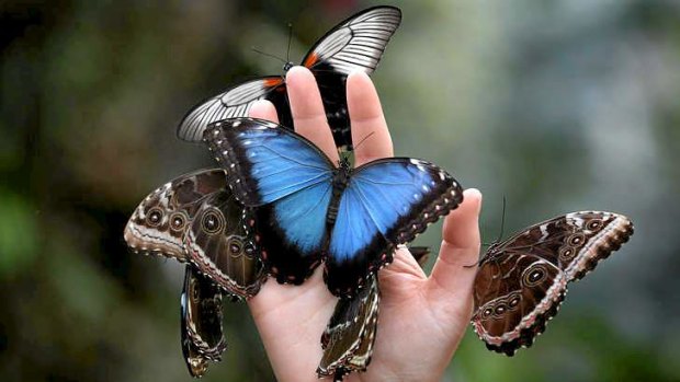 Butterfly decline in the US may be getting out of hand.