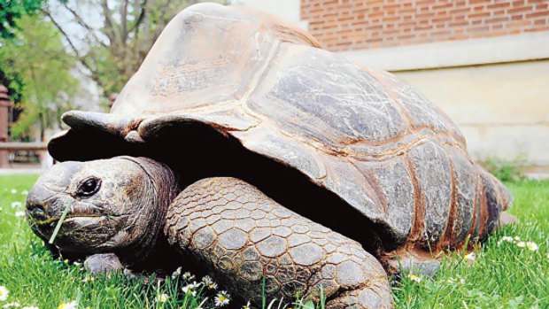 Kiki, a male Seychelles tortoise, who died at the age of 146.