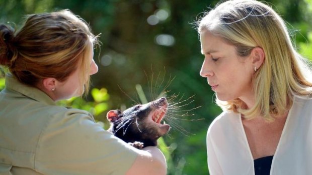 Zoos Victoria CEO Jenny Gray watches as keeper Monika Zabinskas holds Mulana, a healthy one-year-old Tasmanian devil.