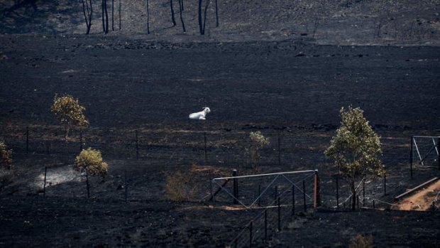 A lone surviving goat sits in a burnt out paddock.