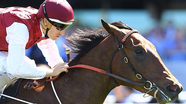 Guelph will start as odds-on favourite for the Thousand Guineas at Caulfield on Wednesday.