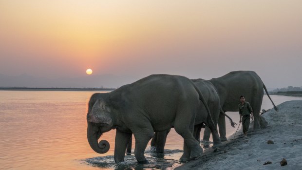 Elephants enjoy an evening drink at Nepal's Chitwan National Park.