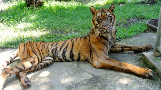 Shocking facilities: Melani, a severely underweight Sumatran tiger, is wasting away.