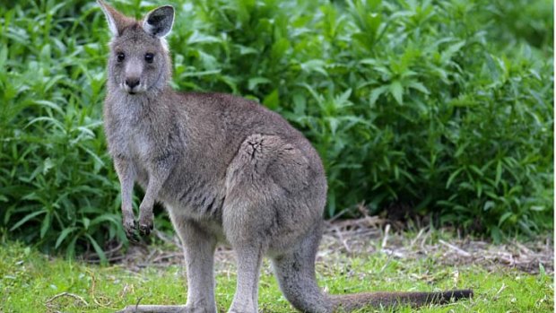 National emblem ... kangaroo.