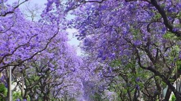 Applecross is famous for its verge plantings of jacaranda trees. 
