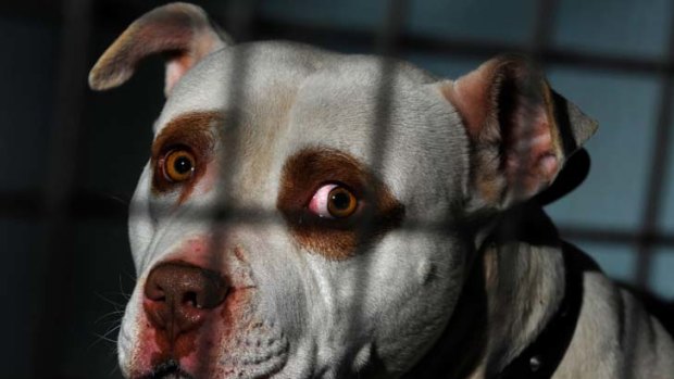 Dangerous dogs such as pit bulls not registered by the end of September could be seized and destroyed.