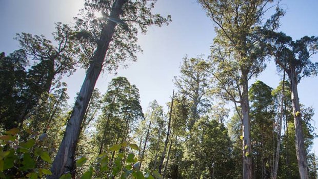 Hopes de-listing will be rebuffed: Trees lining a forestry road in a recently World Heritage-listed area in southern Tasmania.