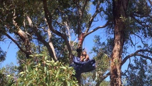 A protester camping in a tree at the Roe 8 site.