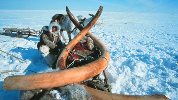 Woolly mammoth tusks believed to be 23,000 years old.