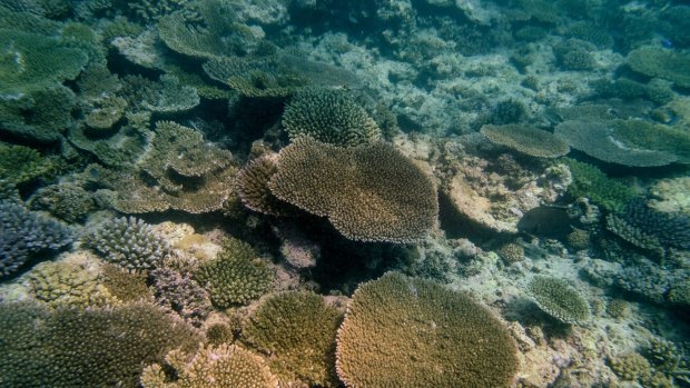 Coral bleaching around Heron Island on the Great Barrier Reef. Photo: Eddie Jim.