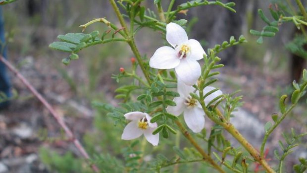 Naming rights: Boronia galbraithiae, the rare aniseed boronia collected by Jean Galbraith in 1956.
