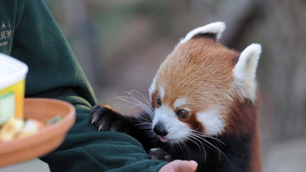 One of the red pandas gets up close and personal with keeper Bec Scott.