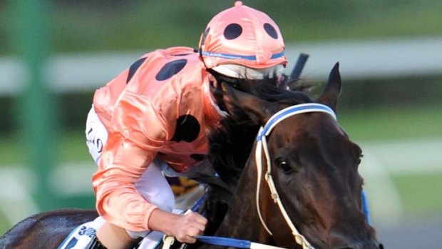 In the pink ... Black Caviar closes in on her  17th straight win in the Australia Stakes. She runs in the 1400m Orr Stakes tomorrow.