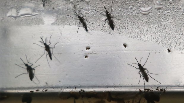 The WHO says there should be relatively few mosquitoes in Rio in August, which is mid-winter in Brazil, but dengue fever, transmitted by the same mosquitoes, is up this year.