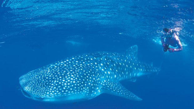 The Ningaloo Reef - famous for its whale sharks - is being considered for the world heritage list.