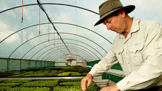 Eat your greens &#8230; farmer Steven Adey in his greenhouse of micro herbs, lettuce and weeds.