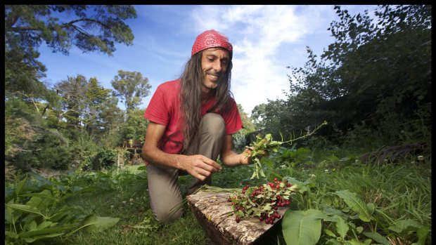 Daylesford chef Alexis Pitsopoulos, an expert in edible  weeds, forages in a local park.