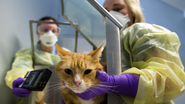 Vet Lara Boland, left, and veterinary nurse, Tiffany Formosa demonstrate how they test a cat for radioactivity after it receives radioactive iodine at the University Veterinary Teaching Hospital, in Sydney. 