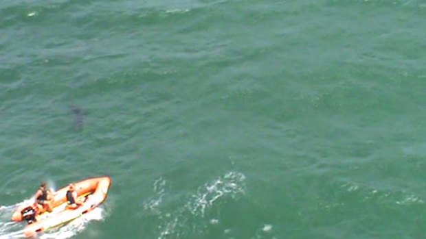 A surf lifesaving boat chases away what is believed to be a shark.