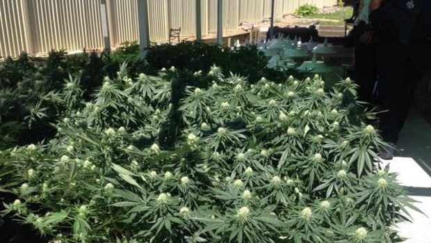 Police seized these cannabis plants after a raid on a Durack home on Thursday morning.