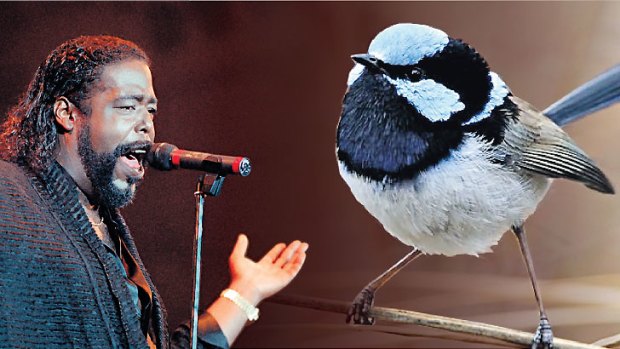 Sound similarities &#8230; Barry White had something in common with the fairy wren who is more attractive the deeper his tweet.