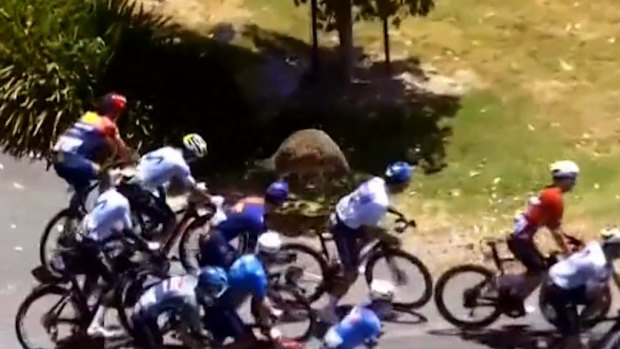Kangaroo causes carnage in Tour Down Under
