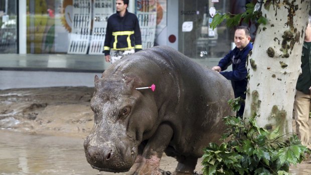 A man directs a hippopotamus after it was shot with a tranquiliser dart in the flooded streets of Tbilisi.